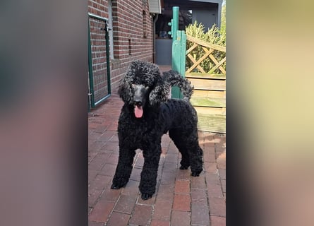 Großpudel / Königspudel schwarze  Junghündin Amira mit DPK/VDH Papiere