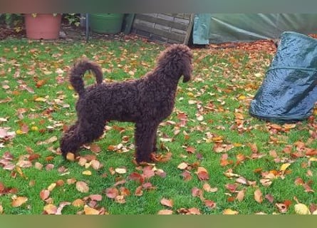 Großpudel braun Rüde Welpe Samu