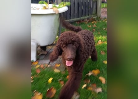 Großpudel braun Rüde Welpe Samu