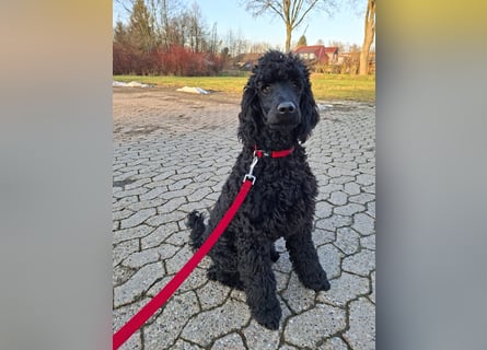 Großpudel / Königspudel schwarze  Junghündin Amira mit DPK/VDH Papiere