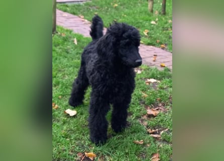 Großpudel schwarze Hündin Welpe Amira
