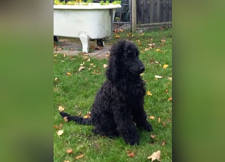 Großpudel schwarze Hündin Welpe Amira