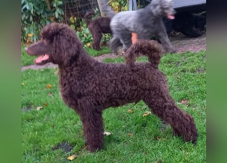 Großpudel braun Rüde Welpe Samu