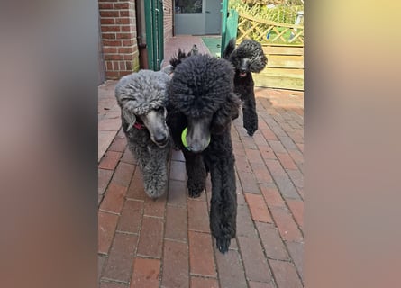 Großpudel / Königspudel Jungrüde schwarz Gary VDH/DPK Papiere