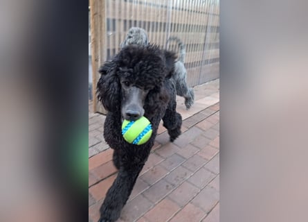 Großpudel / Königspudel Jungrüde schwarz Gary VDH/DPK Papiere