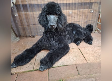 Großpudel / Königspudel schwarze Hündin Welpe Amira mit DPK/VDH Papiere
