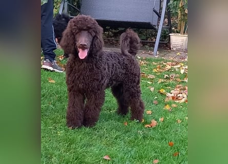 Großpudel braun Rüde Welpe Samu