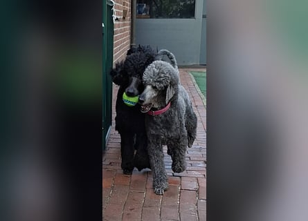 Großpudel / Königspudel Jungrüde schwarz Gary VDH/DPK Papiere