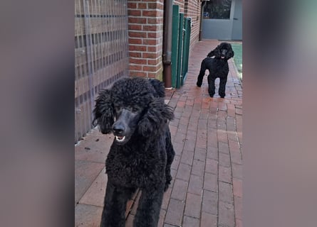 Großpudel / Königspudel Jungrüde schwarz Gary VDH/DPK Papiere