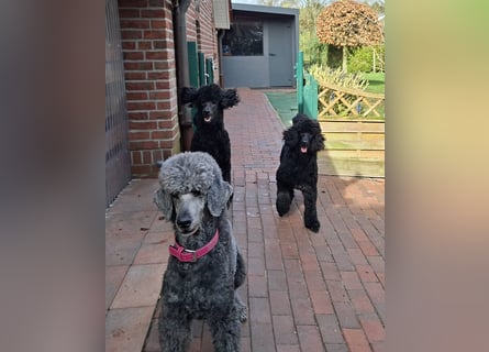 Großpudel / Königspudel schwarze  Junghündin Amira mit DPK/VDH Papiere