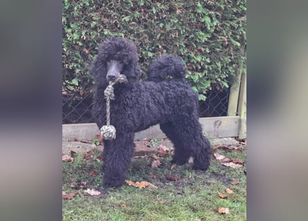 Großpudel / Königspudel Rüde Welpe schwarz Gary VDH/DPK Papiere