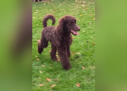 Großpudel braun Rüde Welpe Samu