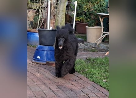 Großpudel / Königspudel Rüde Welpe schwarz Gary VDH/DPK Papiere