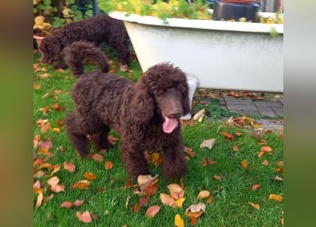 Großpudel braun Rüde Welpe Samu