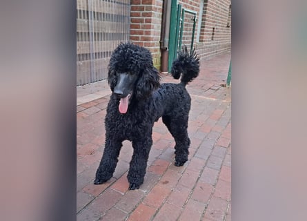 Großpudel / Königspudel schwarze  Junghündin Amira mit DPK/VDH Papiere