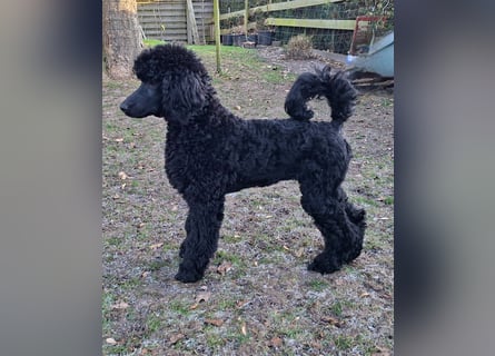 Großpudel / Königspudel schwarze Hündin Welpe Amira mit DPK/VDH Papiere