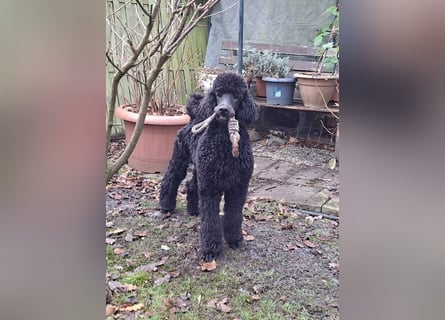 Großpudel / Königspudel Jungrüde schwarz Gary VDH/DPK Papiere