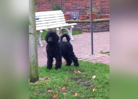 Großpudel schwarze Hündin Welpe Amira