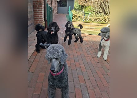 Großpudel / Königspudel Jungrüde schwarz Gary VDH/DPK Papiere