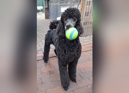 Großpudel / Königspudel Jungrüde schwarz Gary VDH/DPK Papiere
