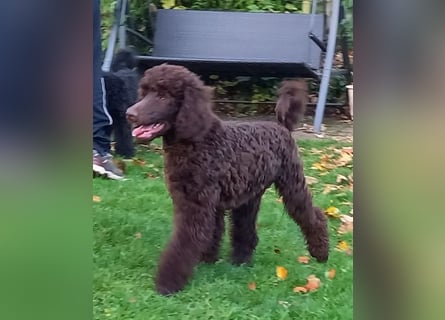 Großpudel braun Rüde Welpe Samu