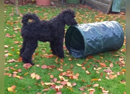 Großpudel Rüde Welpe schwarz,  navi grünes  Halsband