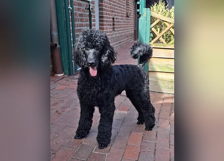 Großpudel / Königspudel schwarze  Junghündin Amira mit DPK/VDH Papiere