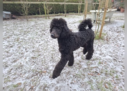 Großpudel / Königspudel Jungrüde schwarz Gary VDH/DPK Papiere