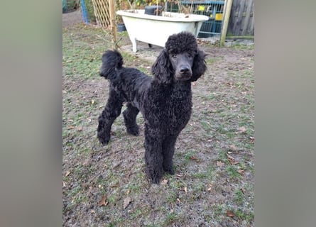 Großpudel / Königspudel Jungrüde schwarz Gary VDH/DPK Papiere
