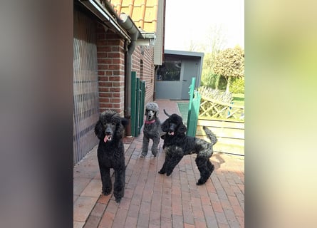 Großpudel / Königspudel schwarze  Junghündin Amira mit DPK/VDH Papiere