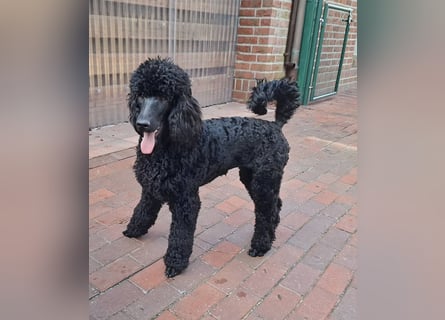 Großpudel / Königspudel schwarze  Junghündin Amira mit DPK/VDH Papiere