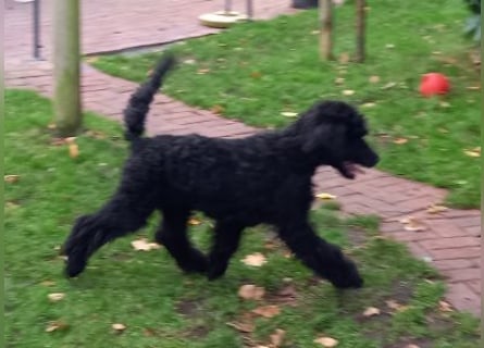 Großpudel schwarze Hündin Welpe Amira