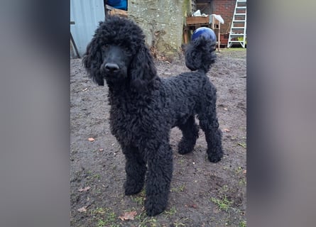 Großpudel / Königspudel schwarze  Junghündin Amira mit DPK/VDH Papiere
