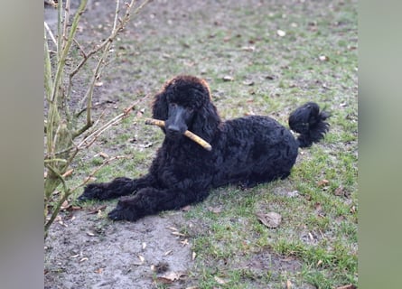 Großpudel / Königspudel schwarze Hündin Welpe Amira mit DPK/VDH Papiere