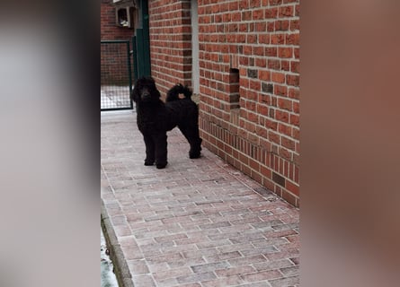 Großpudel / Königspudel Jungrüde schwarz Gary VDH/DPK Papiere