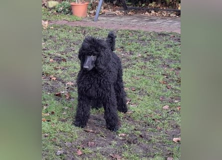 Großpudel / Königspudel schwarze Hündin Welpe Amira mit DPK/VDH Papiere