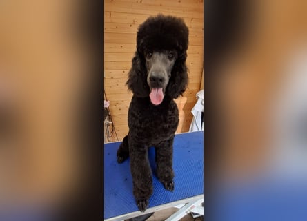 Großpudel / Königspudel Jungrüde schwarz Gary VDH/DPK Papiere