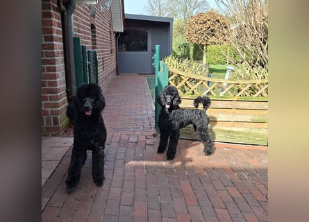 Großpudel / Königspudel Jungrüde schwarz Gary VDH/DPK Papiere