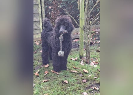 Großpudel / Königspudel Rüde Welpe schwarz Gary VDH/DPK Papiere