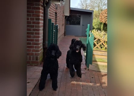 Großpudel / Königspudel Jungrüde schwarz Gary VDH/DPK Papiere