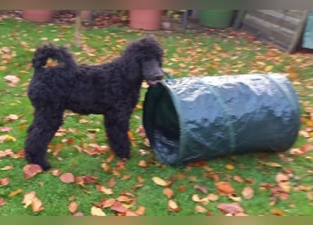 Großpudel Rüde Welpe schwarz,  navi grünes  Halsband