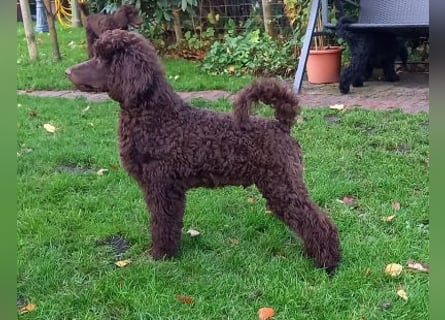 Großpudel braun Rüde Welpe Samu