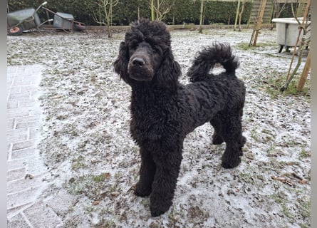 Großpudel / Königspudel Jungrüde schwarz Gary VDH/DPK Papiere