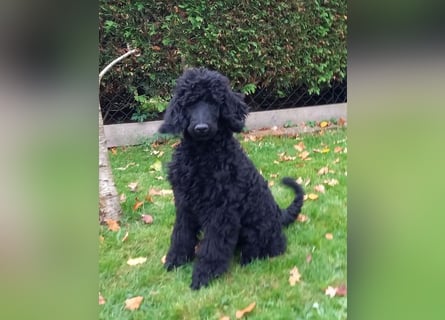 Großpudel schwarze Hündin Welpe Amira