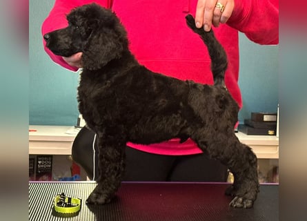 Großpudelwelpen schwarz