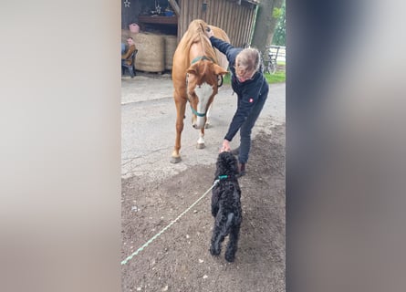 Großpudelwelpen schwarz