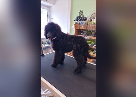 Großpudelwelpen schwarz