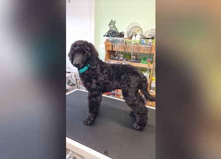 Großpudelwelpen schwarz