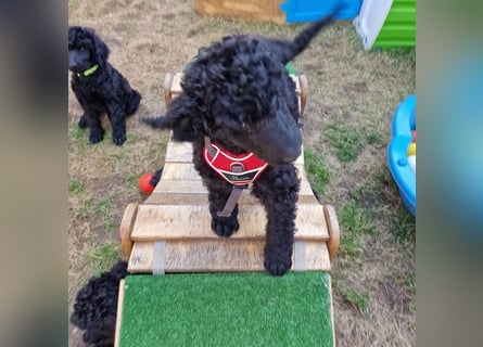 Großpudelwelpen schwarz