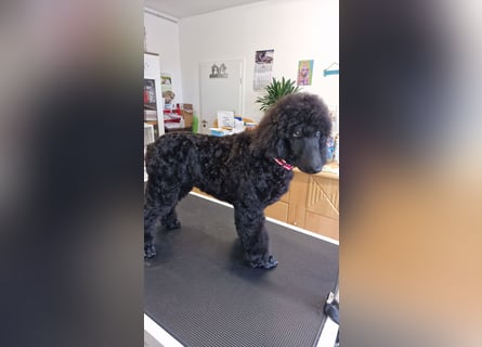 Großpudelwelpen schwarz